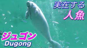 伝説】ジュゴンの生態〜人魚のモデルと言われる絶滅危惧種の海の動物（Dugong）〜 - YouTube