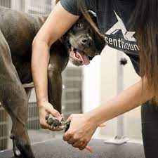 caring for your dog s nails and why it