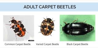 what do carpet beetles look like