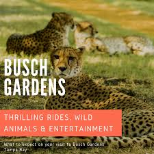wild rides s at busch gardens