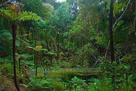 These form a tall canopy. Biotic Factors Of The Tropical Rainforest Biology Dictionary
