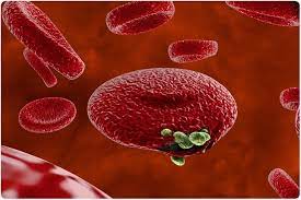 Falciparum malaria resistance to infection. Triple Therapies Effective And Safe In Malaria