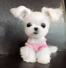 But, no matter their glamorous attitude when they grow up, poodle puppies are among cutest (and softest) creatures you could ever find. Tiny Cutest Teacup Puppies Cute Dogs Cuteanimals