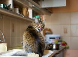 Garlic contains compounds called disulfides and thiosulphates, which can cause the red blood cells circulating through a cat's body to become very fragile and burst. 14 Facts About Can Cats Eat Onions That Ll Make Your Cat S Health Better