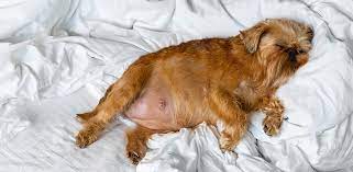 dog pregnancy your questions answered