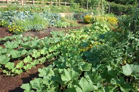 Image result for vegetables garden