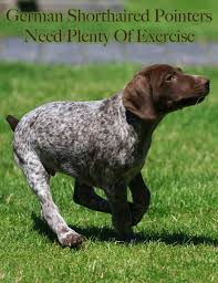 German Shorthaired Pointer Breed Information Center A Gsp