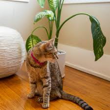 Check spelling or type a new query. 9 Popular Houseplants That Are Toxic To Cats
