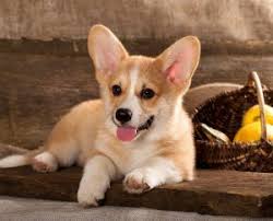 The welsh corgi is a loving and affectionate breed who will be a puppy at heart for its entire life. 5 Best Corgi Rescues In Texas 2021 We Love Doodles