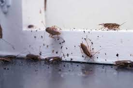 how to get rid of roaches overnight a