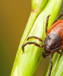 how to get rid of ticks in your car