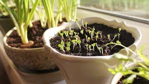 Grow Vegetables From Seed Starting
