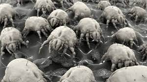 dust mites at home and work iaq