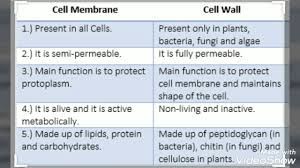 cl ix biology topic cell wall and