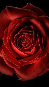 Red Rose Wallpaper 4k Red Flower