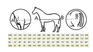 bucas s guide to mering your horse