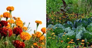 Plants Marigolds In Your Vegetable Garden