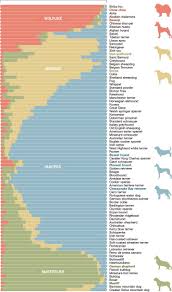 National Geographic Shiba Inu Is Most Wolflike Dog Dna