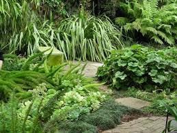 Easy Care Evergreen Plants And Combos