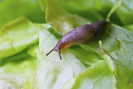 garden guides how to remove slug mucus