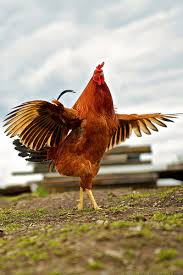 Chicken getting ready to fly! Images?q=tbn:ANd9GcSZ4NmY4VMEkwTEPZM8NEenLLOO2catlEzdoM0NDPICZim01hYe
