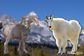 mountain goats evicted from grand teton