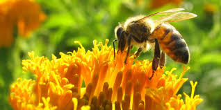 Resultado de imagen para abejas
