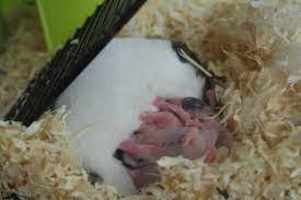 hamster has babies