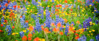 how to establish a wildflower meadow or
