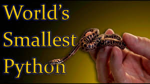 pygmy python facts a