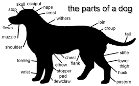 Dog Coat Color Chart The Online Dog Encyclopedia