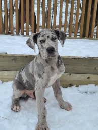 However, some acknowledge additional colors achieved by breeding different colors together. Great Dane Puppies For Sale Lancaster Puppies