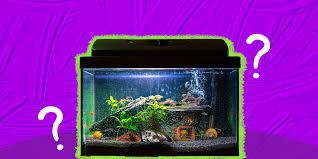 Fish Tank: The 7 Best Options For Your New Aquatic Pet - DodoWell - The Dodo gambar png