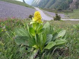 Gentiana lutea L.