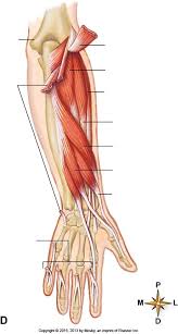 4, attachment… the muscles of the back forearm. Muscles Forearm And Hand Posterior View Diagram Quizlet