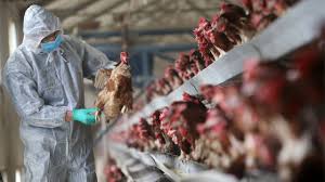 Bird flu is spread through contact with both wild birds and domestic poultry, such as chickens, turkey, and ducks, per the mayo clinic. Bird Flu Strain Taking A Toll On Humans Science Aaas