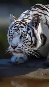 Find best white tiger wallpaper and ideas by device, resolution, and quality (hd, 4k) from a curated website list. White Tiger Art Painting 640x1136 Iphone 5 5s 5c Se Wallpaper Background Picture Image