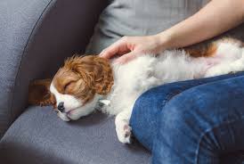 Healing And Balancing Your Dogs Chakras Animal Wellness
