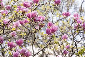 Look at some of the pictures in this post and judge for yourself as to their striking presence in a wooded setting or even a manicured home garden. 10 Varieties Of Flowering Trees For Your Landscape