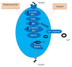 effect of madecoside and catalpol in