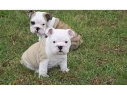 Have your puppy flown to your nearest airport in the cabin with a chaperone. Polite English Bulldog Puppies For Sale Animals Nashville Tennessee Announcement 37474