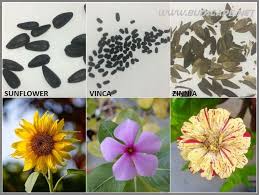 Seed Identification Guide Summer Flowers In India
