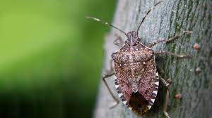 7 facts you might not know about stink bugs
