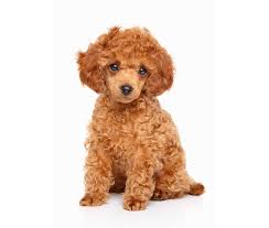 toy poodle puppies adopt