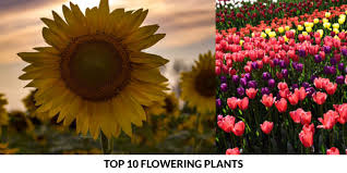 top 10 flowering plants