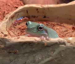Red eyed tree frogs for sale. Green Tree Frog For Sale Melbourne Reptile Shop