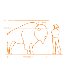 Bison Buffalo Dimensions Drawings Dimensions Guide