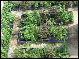 terrace gardening growing vegetables