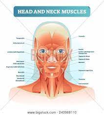 Superficial muscles are the muscles closest to the skin surface and can usually be seen while a body is performing actions. Head Neck Muscles Vector Photo Free Trial Bigstock