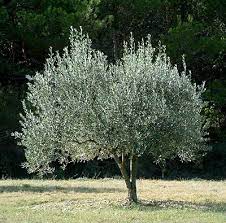 Olives Gardening Solutions